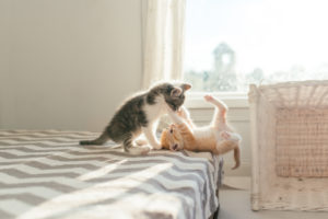 kittens-playing-around