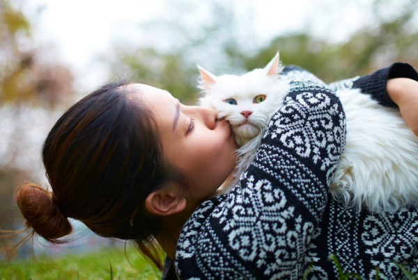 white-cat