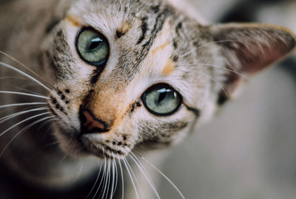 Tips on How To Get Your Furry Cat Friend Into Their Carrier