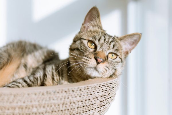 catsonlyflowerinterview