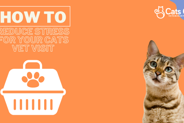 how to reduce stress for your cats vet visit
