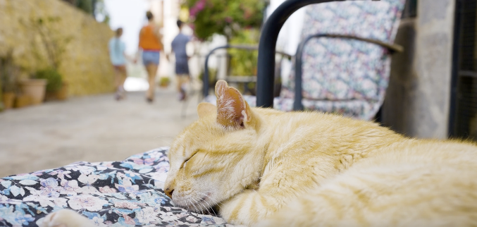 Fresh Look at How To Keep Your Cat Calm And Safe During The